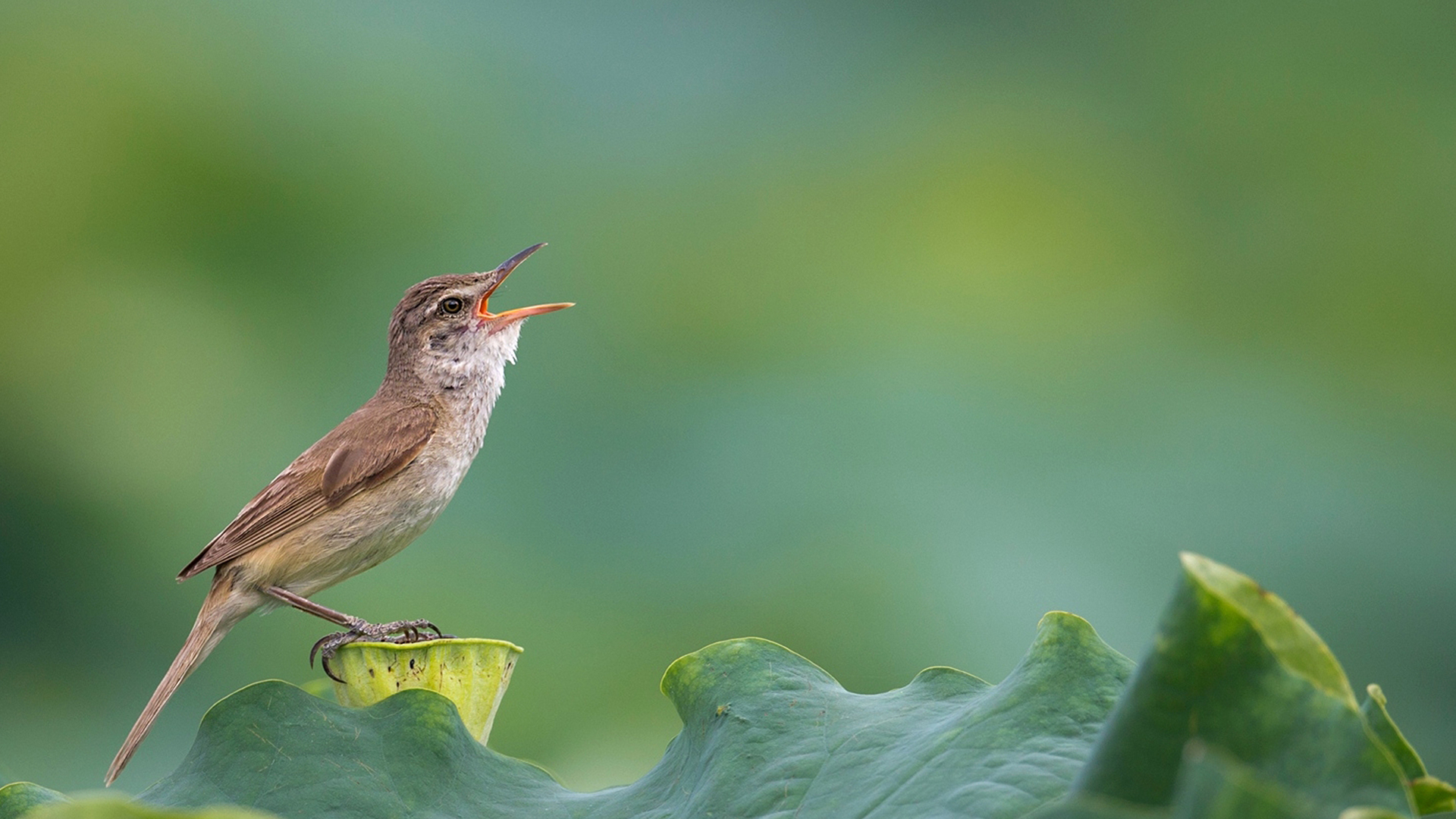 Oriental Reed Warbler